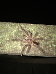 Avicularia hirschii