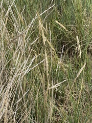 Ammophila arenaria