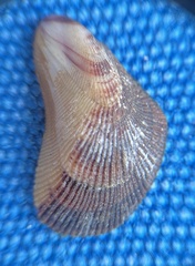 Brachidontes domingensis