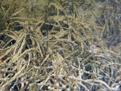 Syringodium filiforme