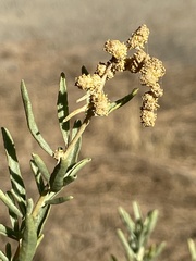 Atriplex canescens