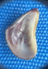 Brachidontes domingensis