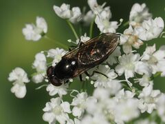 Cheilosia