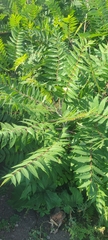 Rhus typhina