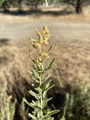 Atriplex canescens