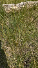 Deschampsia cespitosa