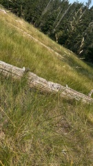 Deschampsia cespitosa