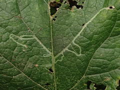 Phytomyza lappae