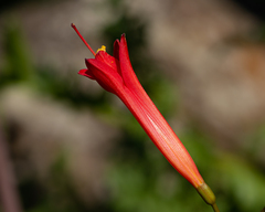 Phycella cyrtanthoides