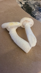 Pleurotus levis