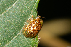 Cteisella