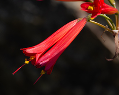 Phycella cyrtanthoides