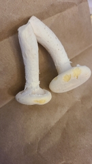 Pleurotus levis