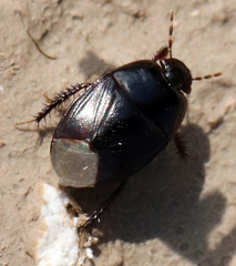 Pangaeus bilineatus