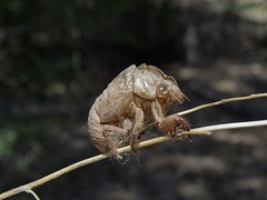 Megatibicen dealbatus