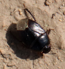 Pangaeus bilineatus