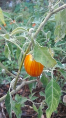 Solanum aethiopicum