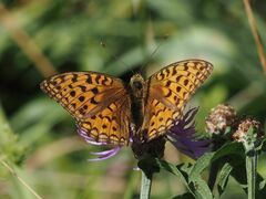 Argynnis