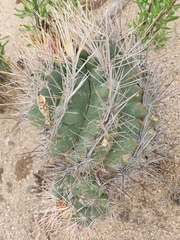 Thelocactus bicolor bicolor