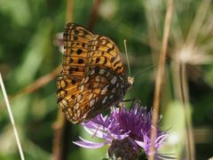 Argynnis