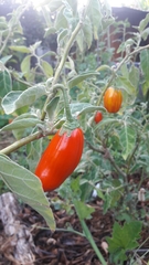 Solanum aethiopicum