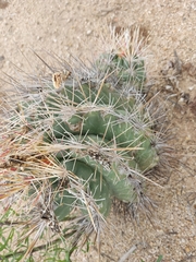 Thelocactus bicolor bicolor
