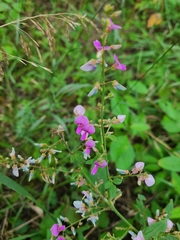 Desmodium canadense