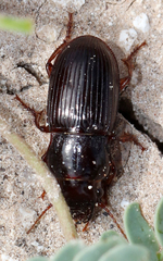 Harpalini