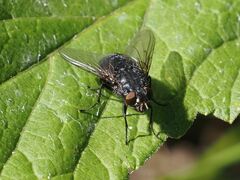 Calliphora vomitoria