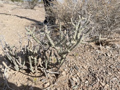 Cylindropuntia ramosissima