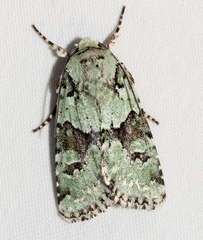 Lacinipolia implicata