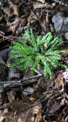 Dendrolycopodium dendroideum