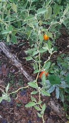 Solanum aethiopicum