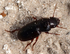 Harpalini