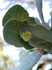 Andricus pattersonae