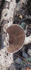 Hexagonia tenuis