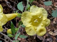 Aureolaria flava