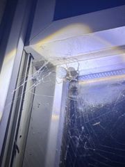 Araneus cavaticus
