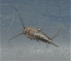 Ctenolepisma lineatum