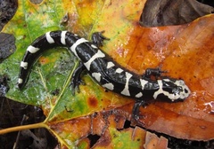 Ambystoma opacum