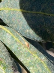 Andricus pedicellatus