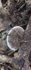Hexagonia tenuis