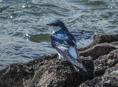 Tachycineta albiventer