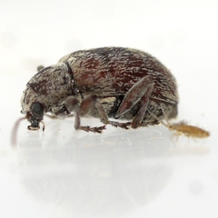 Neofidia viticida