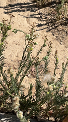 Erigeron bonariensis