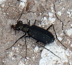 Cicindela punctulata
