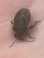 Chlorochroa senilis