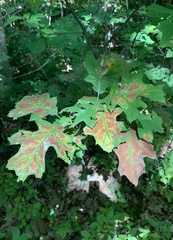 Apiognomonia errabunda