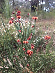 Daviesia brevifolia