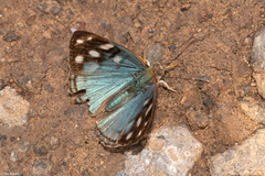 Dynamine tithia tithia